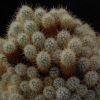 Vai alla scheda di Mammillaria vetula ssp. echinaria