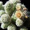 Vai alla scheda di Mammillaria vetula ssp. gracilis