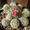 Vai alla scheda di Mammillaria vetula ssp. gracilis cv. antje