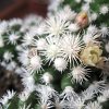 Vai alla scheda di Mammillaria vetula ssp. gracilis cv. arizona snowcap