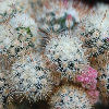 Vai alla scheda di Mammillaria vetula ssp. gracilis f. monstruosa