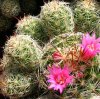 Vai alla scheda di Mammillaria vetula ssp. gracilis f. pulchella