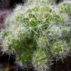 Vai alla scheda di Mammillaria vetula ssp. lacostei