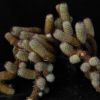 Vai alla scheda di Mammillaria viperina