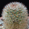 Vai alla scheda di Mammillaria virginis