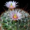 Vai alla scheda di Mammillaria viridiflora