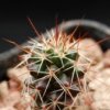 Vai alla scheda di Mammillaria voburnensis