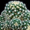 Vai alla scheda di Mammillaria voburnensis ssp. eichlamii