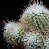 Vai alla scheda di Mammillaria voburnensis v. gerhardii