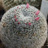 Vai alla scheda di Mammillaria vonwyssiana