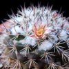 Vai alla scheda di Mammillaria wagneriana