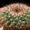 Vai alla scheda di Mammillaria waltheri