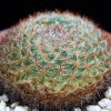 Vai alla scheda di Mammillaria wiesingeri