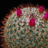 Vai alla scheda di Mammillaria wiesingeri ssp. apamensis