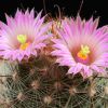 Vai alla scheda di Mammillaria wilcoxii