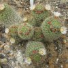 Vai alla scheda di Mammillaria wildii