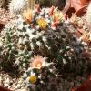 Vai alla scheda di Mammillaria winterae ssp. aramberri