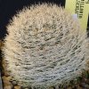 Vai alla scheda di Mammillaria wohlschlageri