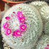 Vai alla scheda di Mammillaria woodsii