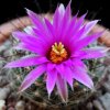 Vai alla scheda di Mammillaria wrightii