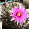 Vai alla scheda di Mammillaria wrightii ssp. wilcoxii