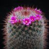 Vai alla scheda di Mammillaria wuthenauiana