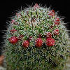 Vai alla scheda di Mammillaria xaltianguensis