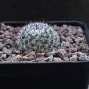 Vai alla scheda di Mammillaria xanthina