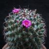 Vai alla scheda di Mammillaria xochipilli