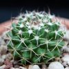 Vai alla scheda di Mammillaria yoloxis