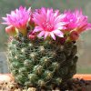 Vai alla scheda di Mammillaria zeilmanniana