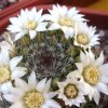 Vai alla scheda di Mammillaria zeilmanniana cv. albiflora