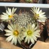 Vai alla scheda di Mammillaria zephyranthoides ssp. heidiae