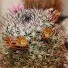 Vai alla scheda di Mammillaria zeyeriana