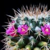 Vai alla scheda di Mammillaria zuccariniana