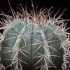 Vai alla scheda di Melocactus azureus