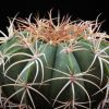 Vai alla scheda di Melocactus curvispinus