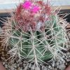 Vai alla scheda di Melocactus curvispinus ssp. koolwijkianus