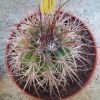 Vai alla scheda di Melocactus diamantinensis