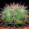 Vai alla scheda di Melocactus disciformis