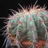 Vai alla scheda di Melocactus ernestii