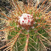 Vai alla scheda di Melocactus erythracanthus