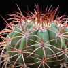 Vai alla scheda di Melocactus intortus