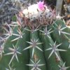 Vai alla scheda di Melocactus lemairei