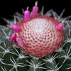 Vai alla scheda di Melocactus matanzanus