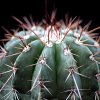 Vai alla scheda di Melocactus oreas ssp. ernesti