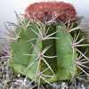 Vai alla scheda di Melocactus peruvianus