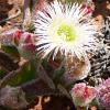 Vai alla scheda di Mesembryanthemum crystallinum