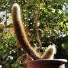 Vai alla scheda di Micranthocereus streckeri