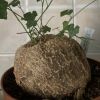Vai alla scheda di Momordica boivinii